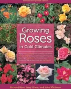 Best Growing Roses in Cold Climates Blomster