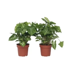Krukkeplanter Indendørs^Gåsefod - Sæt med 2 - Syngonium podophyllum 'Pixie' - Højde 25-40cm - ⌀12cm