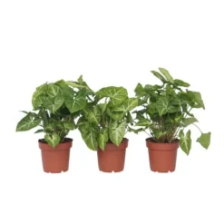 Outlet Gåsefod - Sæt med 3 - Syngonium podophyllum 'Pixie' - Højde 25-40cm - ⌀12cm Krukkeplanter Indendørs