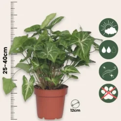 Outlet Gåsefod - Sæt med 3 - Syngonium podophyllum 'Pixie' - Højde 25-40cm - ⌀12cm Krukkeplanter Indendørs