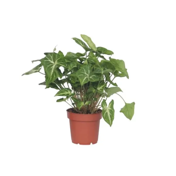 Discount Gåsefod - Syngonium podophyllum 'Pixie' - Højde 25-40cm - Pot 12cm Krukkeplanter Indendørs