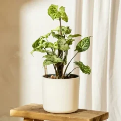 Discount Gåsefod - Syngonium podophyllum 'Pixie' - Højde 25-40cm - Pot 12cm Krukkeplanter Indendørs
