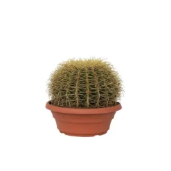 Krukkeplanter Indendørs^Guldkugle - Echinocactus grusonii - Højde 25-35cm - ⌀25cm