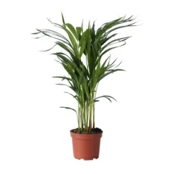 Krukkeplanter Indendørs^Guldpalme - Dypsis lutescens - Højde 60-70cm - ⌀17cm