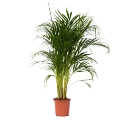 Krukkeplanter Indendørs^Guldpalme - Dypsis lutescens - Højde 100-120cm - ⌀21cm