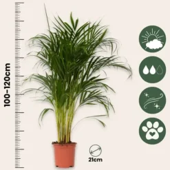 Krukkeplanter Indendørs^Guldpalme - Dypsis lutescens - Højde 100-120cm - ⌀21cm
