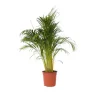Discount Guldpalme - Dypsis lutescens - Højde 140-150cm - ⌀27cm Krukkeplanter Indendørs