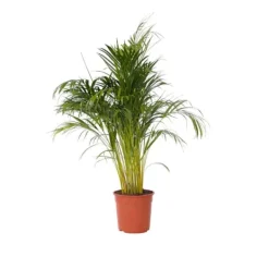 Discount Guldpalme - Dypsis lutescens - Højde 140-150cm - ⌀27cm Krukkeplanter Indendørs