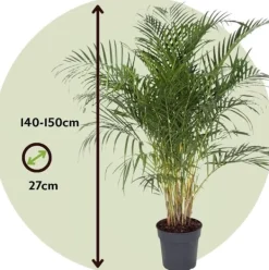 Discount Guldpalme - Dypsis lutescens - Højde 140-150cm - ⌀27cm Krukkeplanter Indendørs
