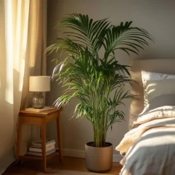 Discount Guldpalme - Dypsis lutescens - Højde 140-150cm - ⌀27cm Krukkeplanter Indendørs