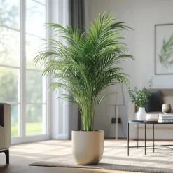Discount Guldpalme - Dypsis lutescens - Højde 140-150cm - ⌀27cm Krukkeplanter Indendørs