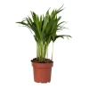 Clearance Guldpalme - Dypsis lutescens - Højde 30-45cm - Pot 12cm Krukkeplanter Indendørs