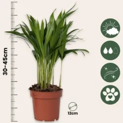 Clearance Guldpalme - Dypsis lutescens - Højde 30-45cm - Pot 12cm Krukkeplanter Indendørs