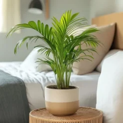 Clearance Guldpalme - Dypsis lutescens - Højde 30-45cm - Pot 12cm Krukkeplanter Indendørs