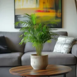 Clearance Guldpalme - Dypsis lutescens - Højde 30-45cm - Pot 12cm Krukkeplanter Indendørs