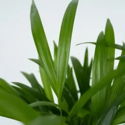 Clearance Guldpalme - Dypsis lutescens - Højde 30-45cm - Pot 12cm Krukkeplanter Indendørs