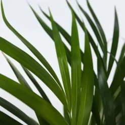 Clearance Guldpalme - Dypsis lutescens - Højde 30-45cm - Pot 12cm Krukkeplanter Indendørs