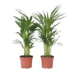 Best Guldpalme - Sæt med 2 - Dypsis lutescens - Højde 60-70cm - ⌀17cm Krukkeplanter Indendørs
