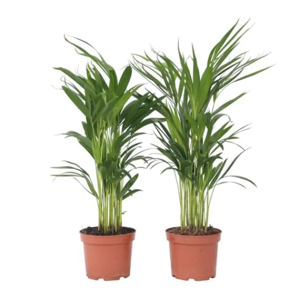 Best Guldpalme - Sæt med 2 - Dypsis lutescens - Højde 60-70cm - ⌀17cm Krukkeplanter Indendørs