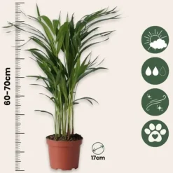 Best Guldpalme - Sæt med 2 - Dypsis lutescens - Højde 60-70cm - ⌀17cm Krukkeplanter Indendørs