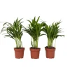 Krukkeplanter Indendørs^Guldpalme - Sæt med 3 - Dypsis lutescens - Højde 30-45cm - ⌀12cm