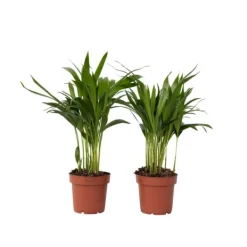 Krukkeplanter Indendørs^Guldpalme - Sæt med 2 - Dypsis lutescens - Højde 30-45cm - ⌀12cm