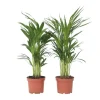 Krukkeplanter Indendørs^Guldpalme - Sæt med 4 - Dypsis lutescens - Højde 60-70cm - ⌀17cm