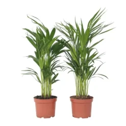 Krukkeplanter Indendørs^Guldpalme - Sæt med 4 - Dypsis lutescens - Højde 60-70cm - ⌀17cm