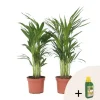 Hot Guldpalme - Sæt med 2 - Dypsis lutescens - Højde 60-70cm - ⌀17cm Krukkeplanter Indendørs
