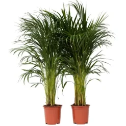 Krukkeplanter Indendørs^Guldpalme - Sæt med 2 - Dypsis lutescens - Højde 100-120cm - ⌀21cm