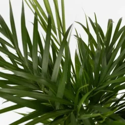 Krukkeplanter Indendørs^Guldpalme - Sæt med 2 - Dypsis lutescens - Højde 100-120cm - ⌀21cm