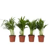 Krukkeplanter Indendørs^Guldpalme - Sæt med 4 - Dypsis lutescens - Højde 30-45cm - ⌀12cm