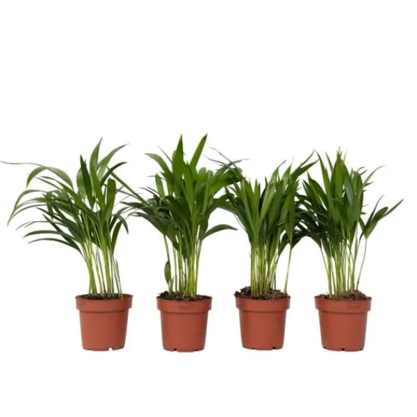 Krukkeplanter Indendørs^Guldpalme - Sæt med 4 - Dypsis lutescens - Højde 30-45cm - ⌀12cm
