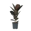 Outlet Gummitræ - Ficus Elastica 'Abidjan' - Højde 75-100cm - ⌀24cm Krukkeplanter Indendørs
