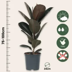 Outlet Gummitræ - Ficus Elastica 'Abidjan' - Højde 75-100cm - ⌀24cm Krukkeplanter Indendørs