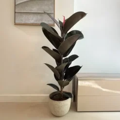 Outlet Gummitræ - Ficus Elastica 'Abidjan' - Højde 75-100cm - ⌀24cm Krukkeplanter Indendørs