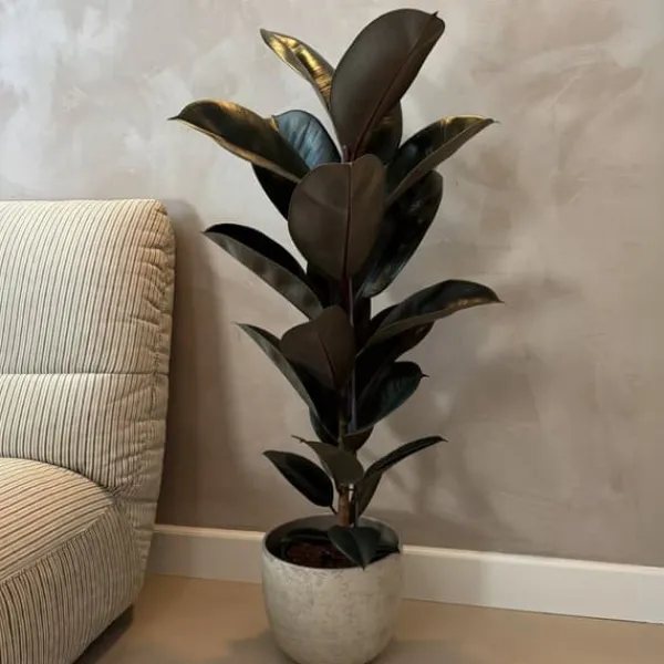 Outlet Gummitræ - Ficus Elastica 'Abidjan' - Højde 75-100cm - ⌀24cm Krukkeplanter Indendørs