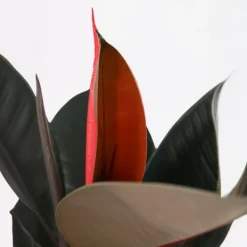 Outlet Gummitræ - Ficus Elastica 'Abidjan' - Højde 75-100cm - ⌀24cm Krukkeplanter Indendørs