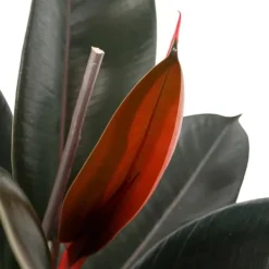 Outlet Gummitræ - Ficus Elastica 'Abidjan' - Højde 75-100cm - ⌀24cm Krukkeplanter Indendørs
