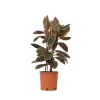 Clearance Gummitræ - Ficus Elastica 'Belize' - Højde 75-100cm - ⌀24cm Krukkeplanter Indendørs