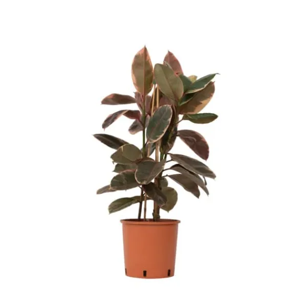 Clearance Gummitræ - Ficus Elastica 'Belize' - Højde 75-100cm - ⌀24cm Krukkeplanter Indendørs