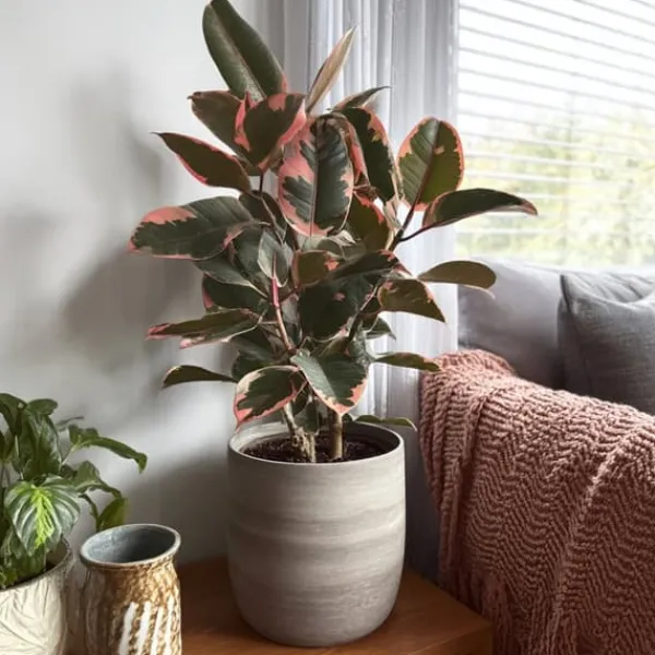 Clearance Gummitræ - Ficus Elastica 'Belize' - Højde 75-100cm - ⌀24cm Krukkeplanter Indendørs