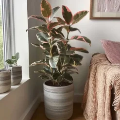 Clearance Gummitræ - Ficus Elastica 'Belize' - Højde 75-100cm - ⌀24cm Krukkeplanter Indendørs