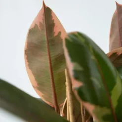 Clearance Gummitræ - Ficus Elastica 'Belize' - Højde 75-100cm - ⌀24cm Krukkeplanter Indendørs