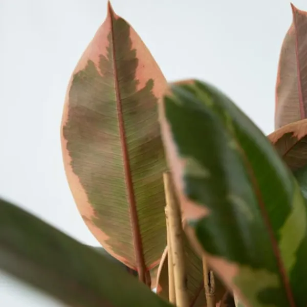 Clearance Gummitræ - Ficus Elastica 'Belize' - Højde 75-100cm - ⌀24cm Krukkeplanter Indendørs