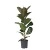 Krukkeplanter Indendørs^Gummitræ - Ficus Elastica 'Robusta' - Højde 75-100cm - ⌀24cm