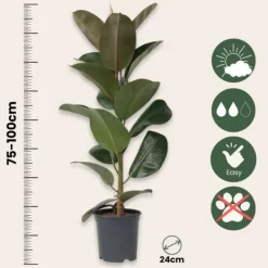 Krukkeplanter Indendørs^Gummitræ - Ficus Elastica 'Robusta' - Højde 75-100cm - ⌀24cm