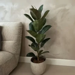 Krukkeplanter Indendørs^Gummitræ - Ficus Elastica 'Robusta' - Højde 75-100cm - ⌀24cm