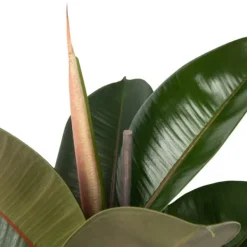 Krukkeplanter Indendørs^Gummitræ - Ficus Elastica 'Robusta' - Højde 75-100cm - ⌀24cm