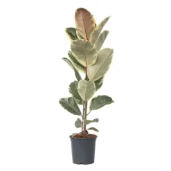 Krukkeplanter Indendørs^Gummitræ - Ficus Elastica 'Tineke' - Højde 75-100cm - ⌀24cm